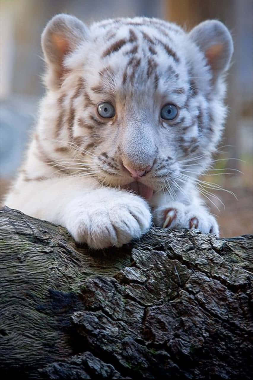 Hintergrundmit Baby-tiger