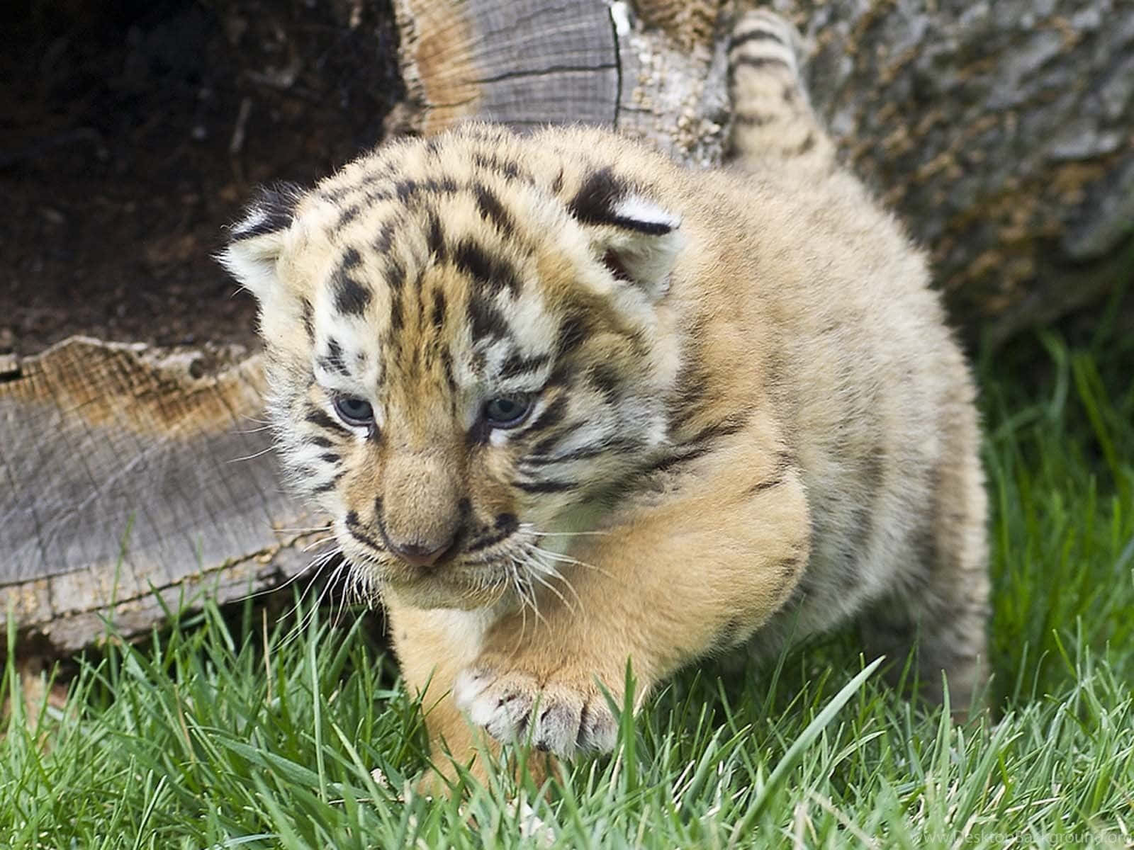 Hintergrundmit Baby Tiger