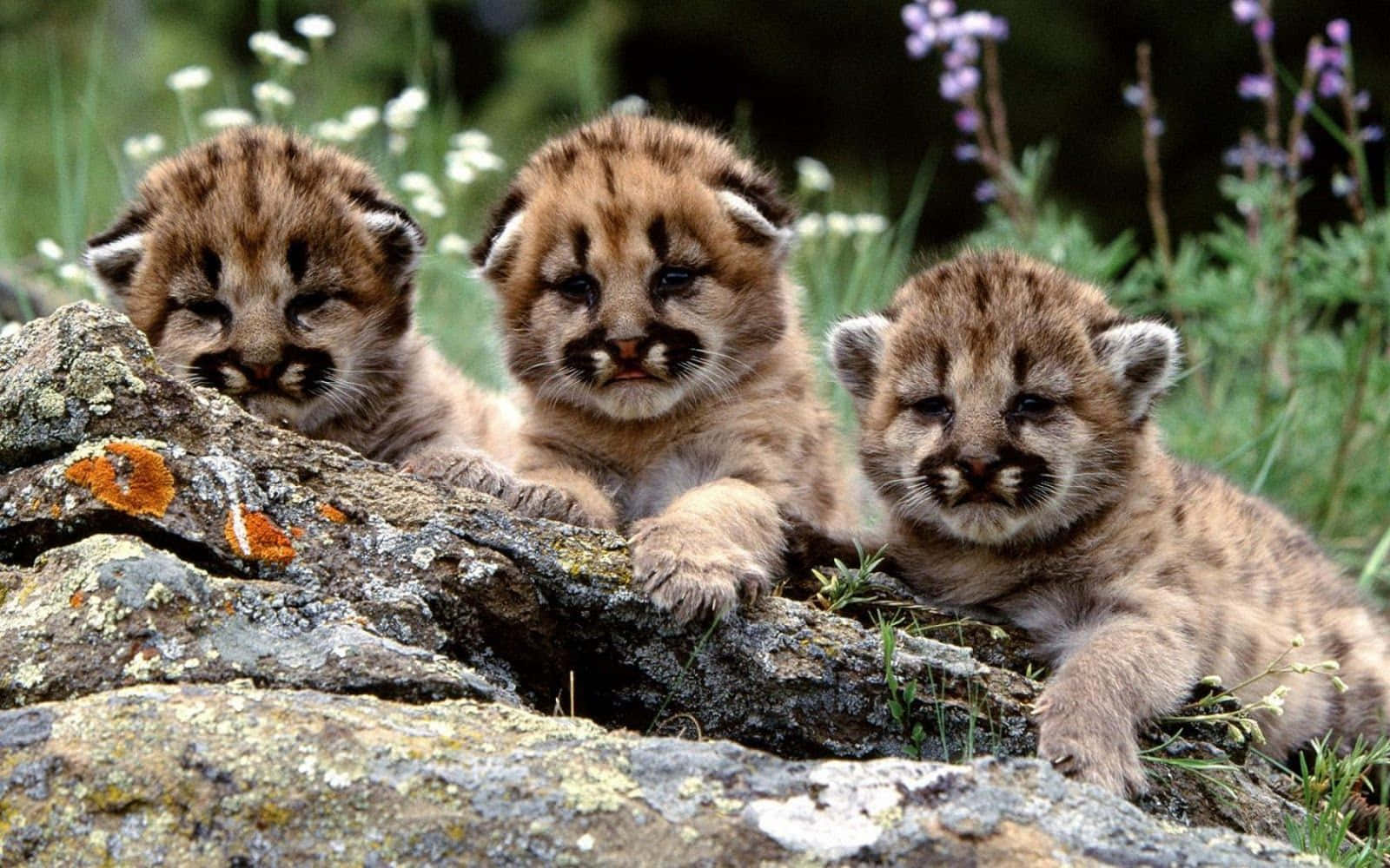 Hintergrundmit Baby-tigern