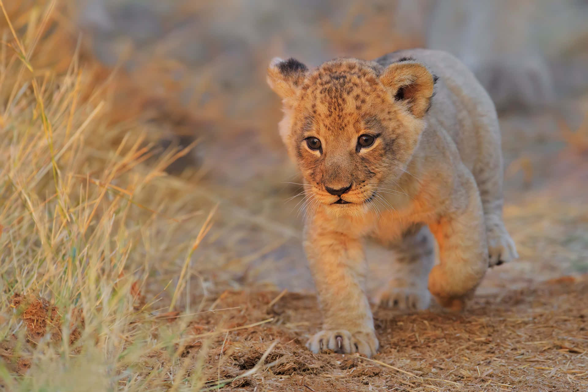 Hintergrundmit Einem Baby-löwen