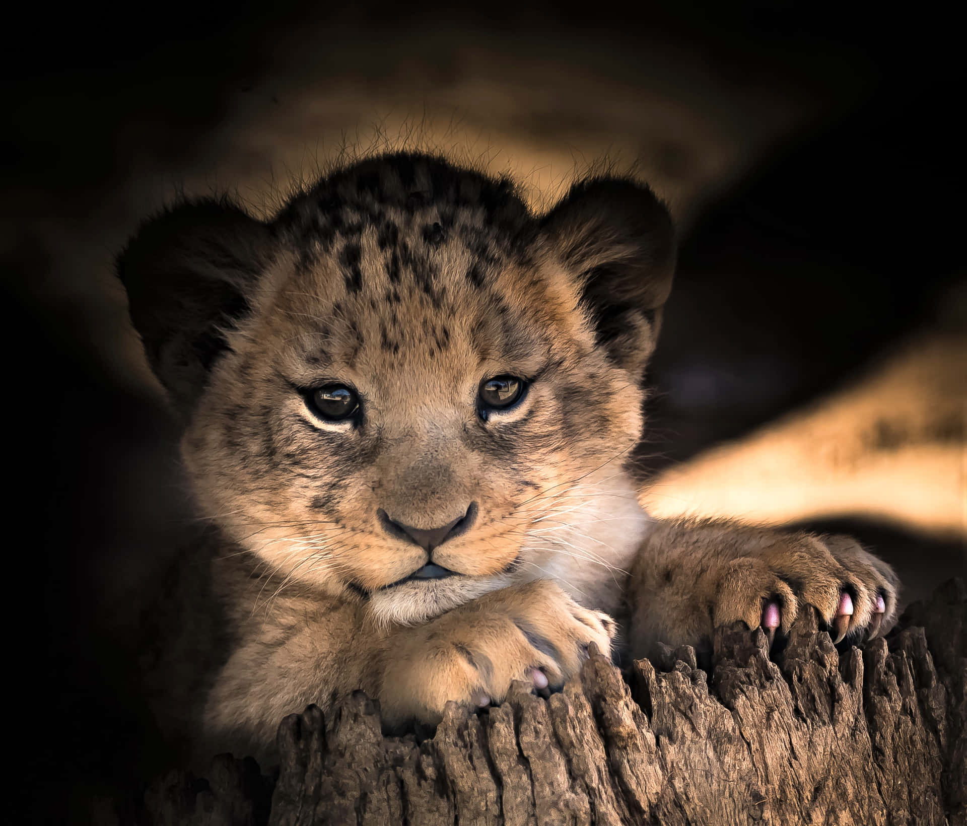 Hintergrundmit Einem Baby Löwen