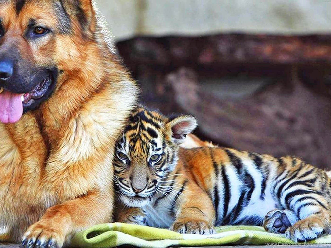Hintergrundmit Einem Baby Tiger.