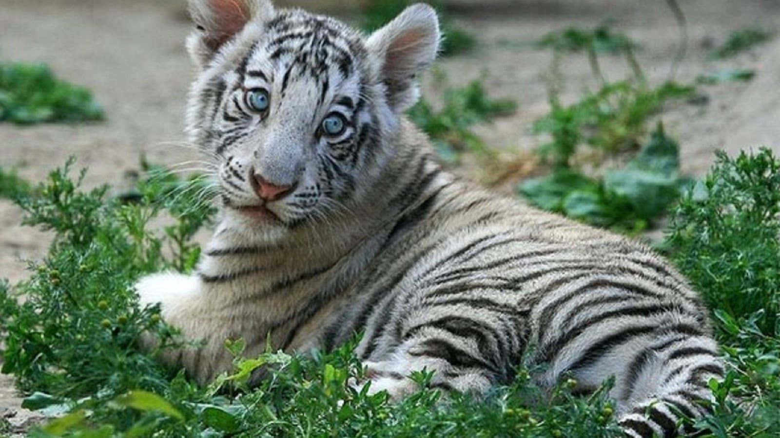 Hintergrundmit Einem Baby-tiger