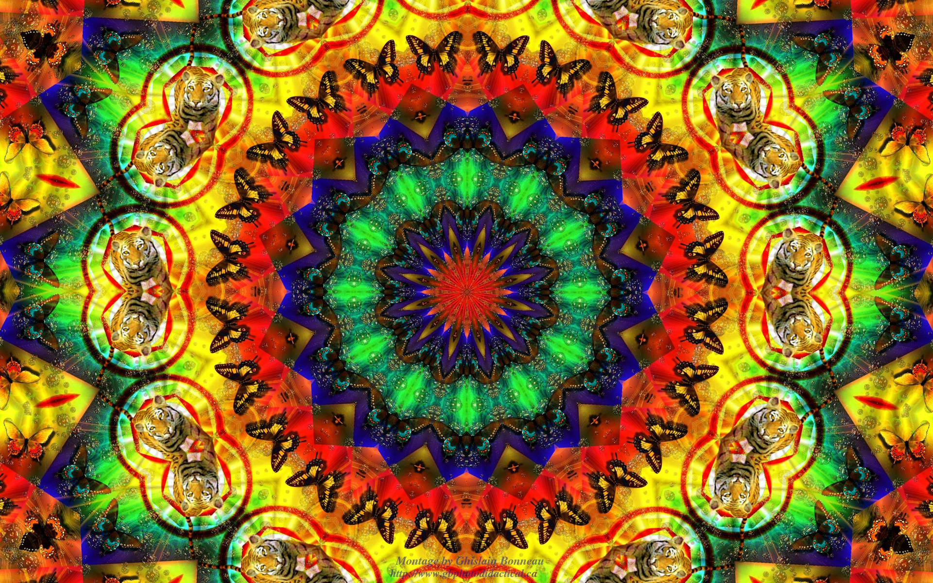 Hippie Kaleidoscope Design Tiger And Butterfly Wallpaper