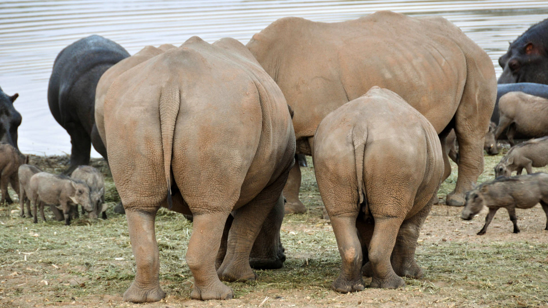 Hippo Butts Picture