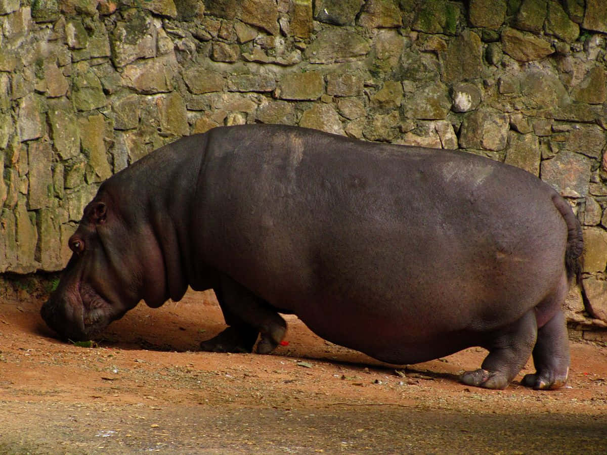 Unmajestuoso Hipopótamo Parado Orgullosamente En La Selva Africana.