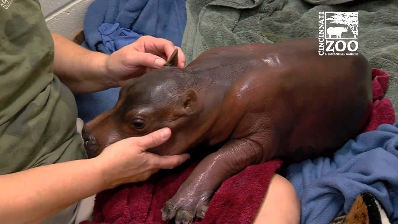 Unhipopótamo Curioso Emerge Del Agua