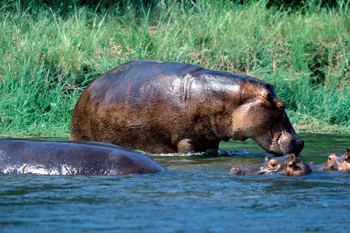 Unafamilia De Hipopótamos Disfrutando Juntos En El Agua.