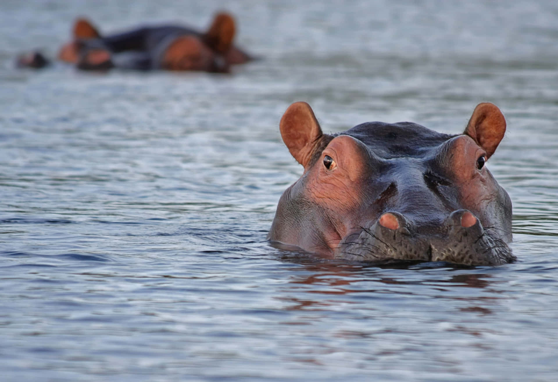 Unmajestuoso Hipopótamo Nadando Tranquilamente En La Sabana Africana.