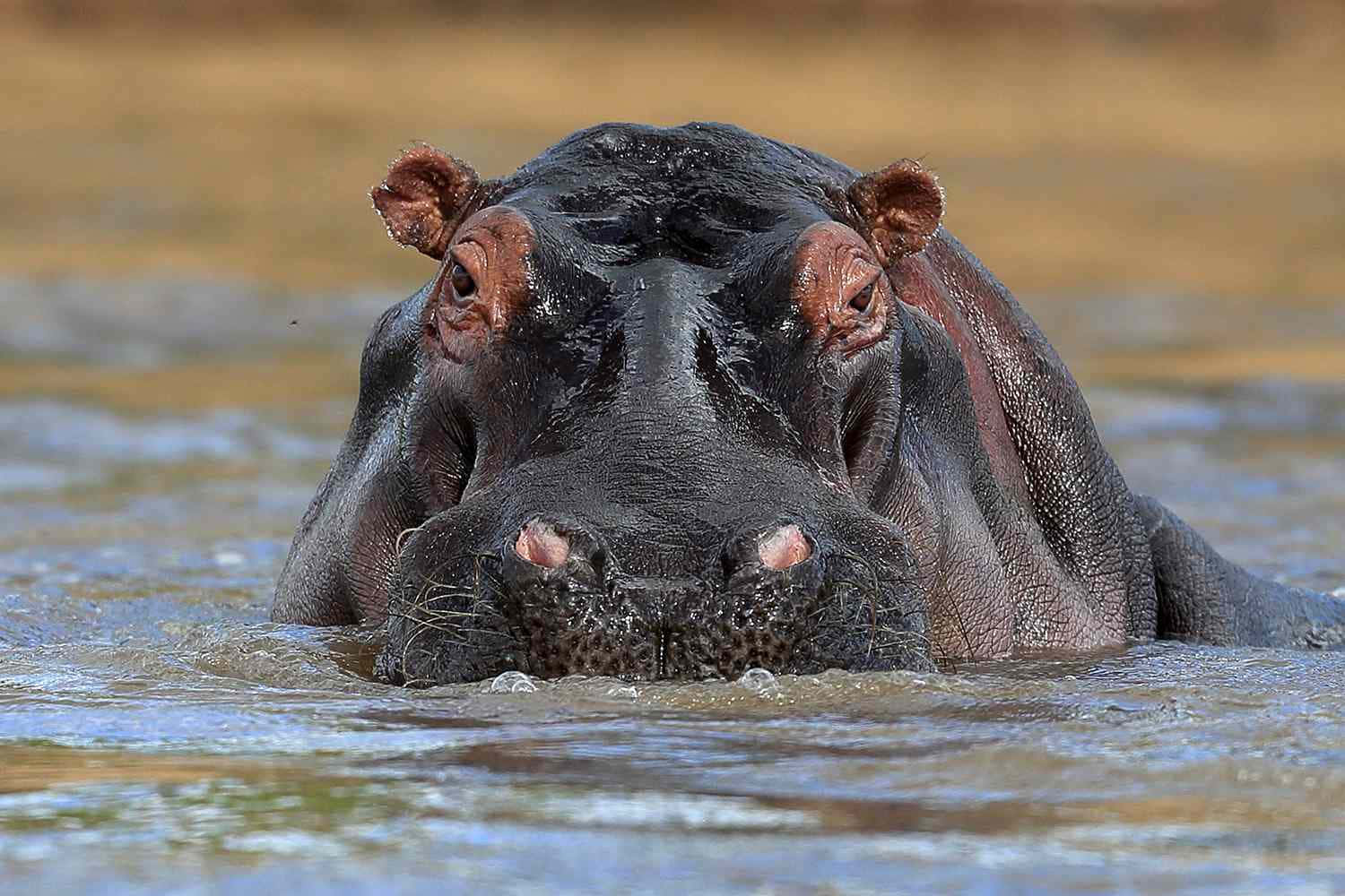 An adorable hippo wading in the river