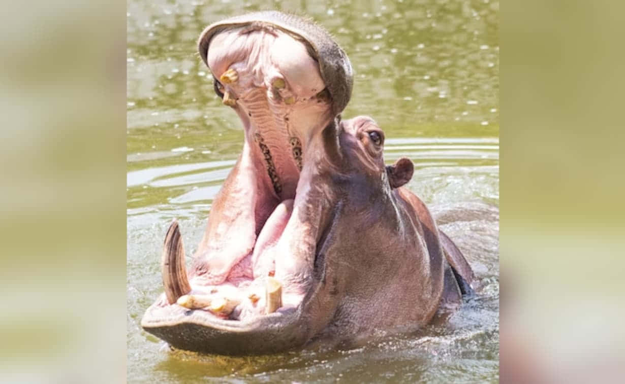 Happy Hippo Smiling