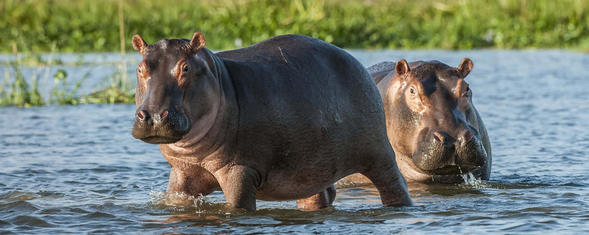 Unprimer Plano De Un Hipopótamo