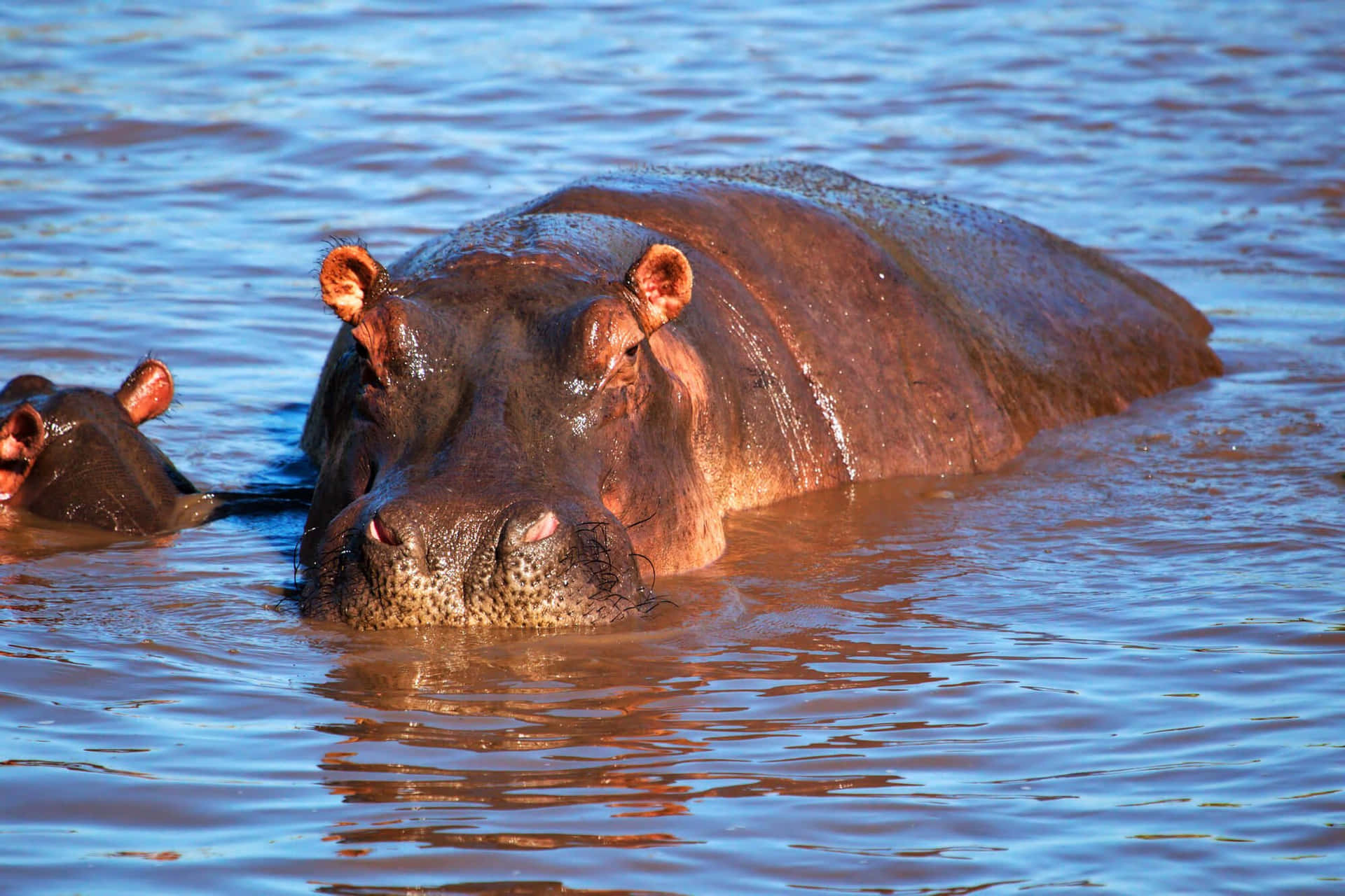 Lindohipopótamo Disfrutando De Un Baño De Lodo.