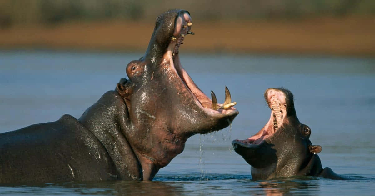 Unagran Sonrisa De Un Gran Hipopótamo Gris.