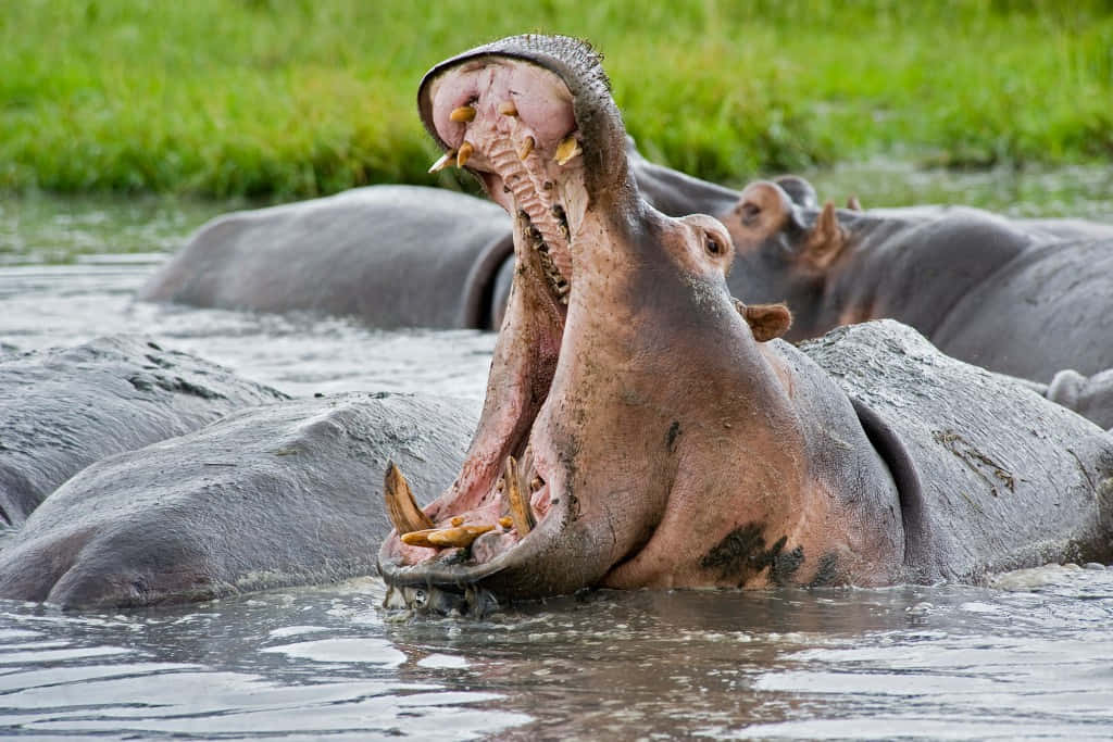 A cute baby hippo swimming in a pond