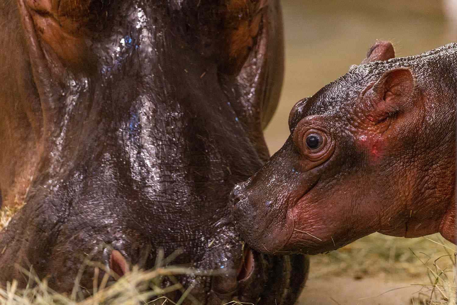 A Hippo And A Baby Hippo Are Kissing