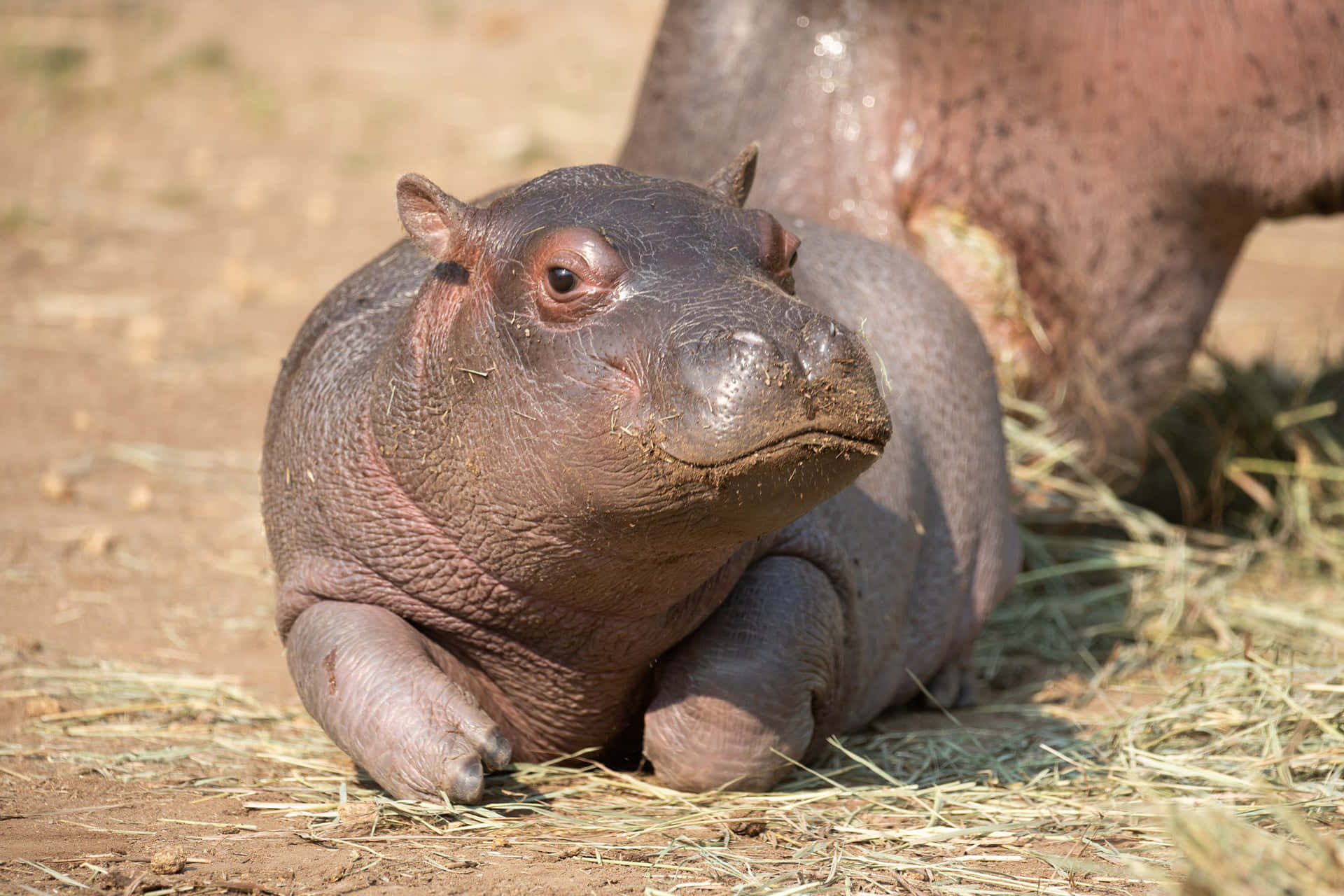 Sød Hippo Spot på Vildt