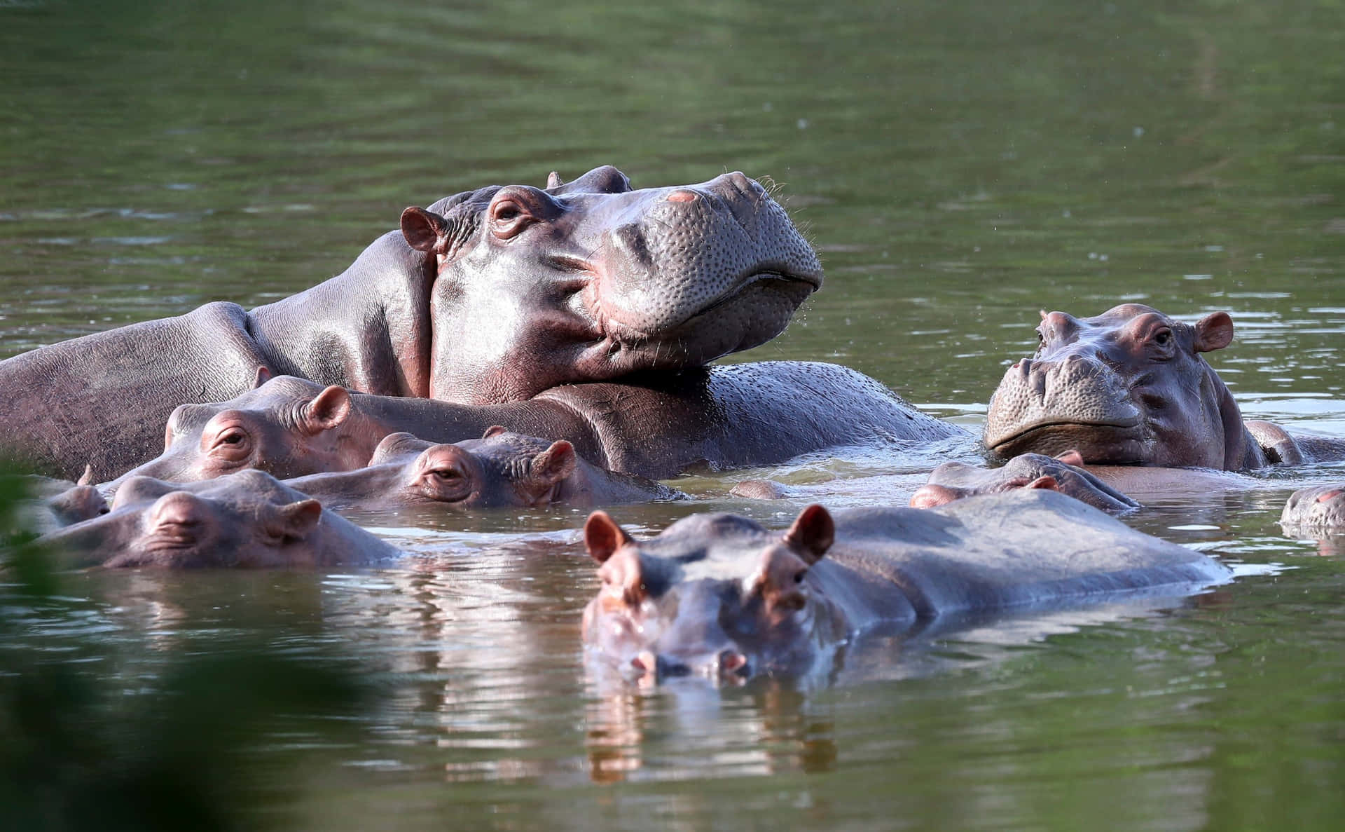 A hippo makes its way through the waters of an African lake.