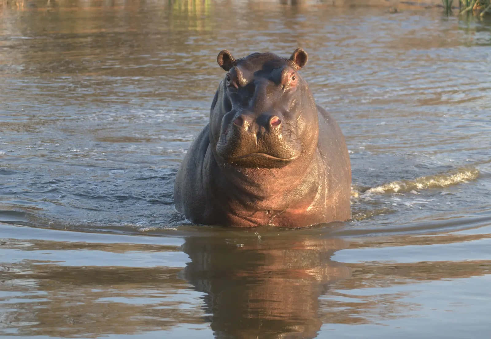 Próximoenfoque De Un Hipopótamo En Su Entorno Natural.