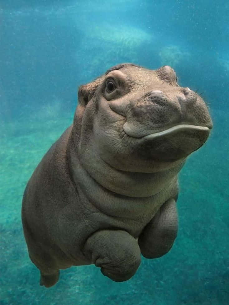 A Fun-Loving Hippo