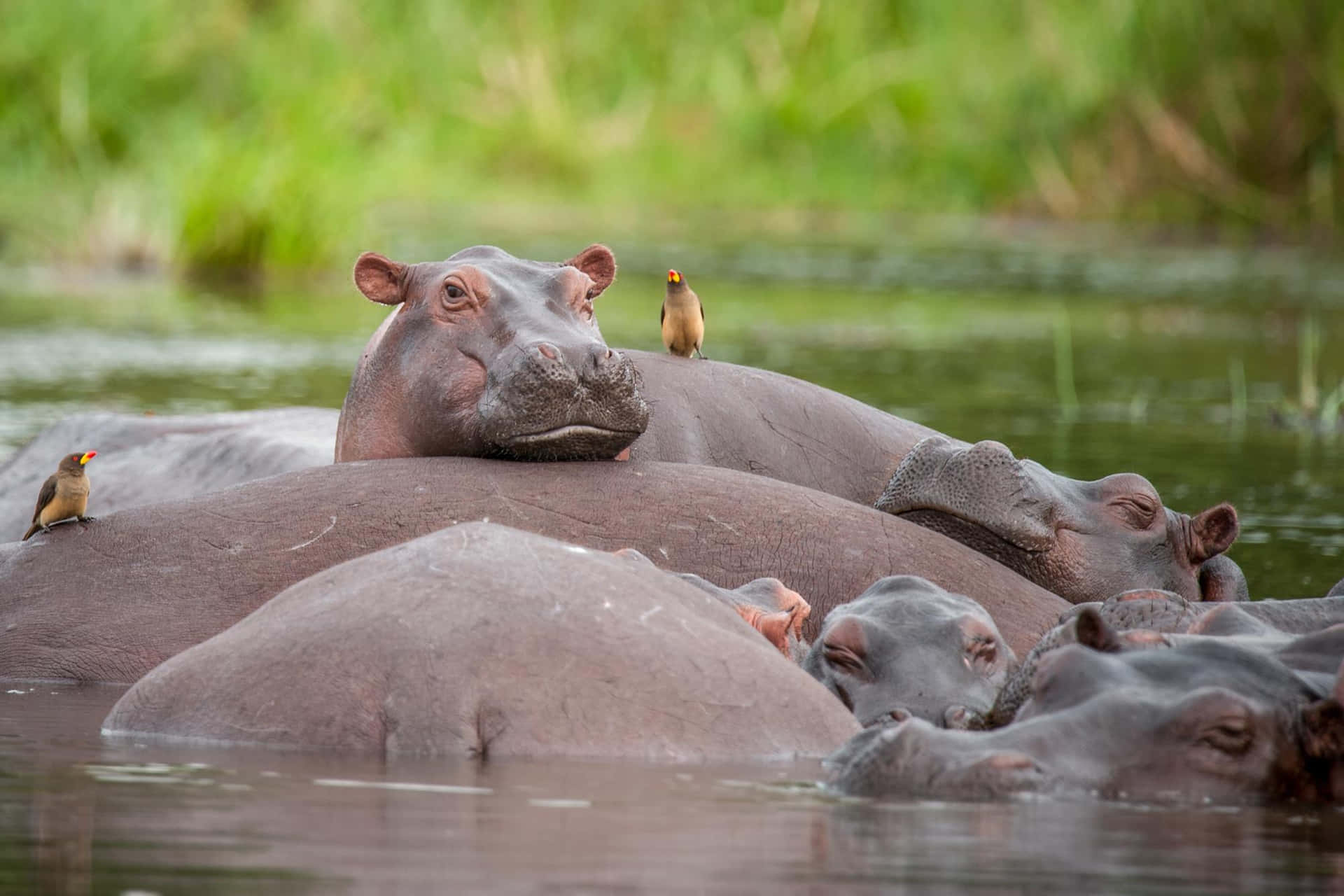 Closeup of a Hippopotamus Creasing Its Forehead