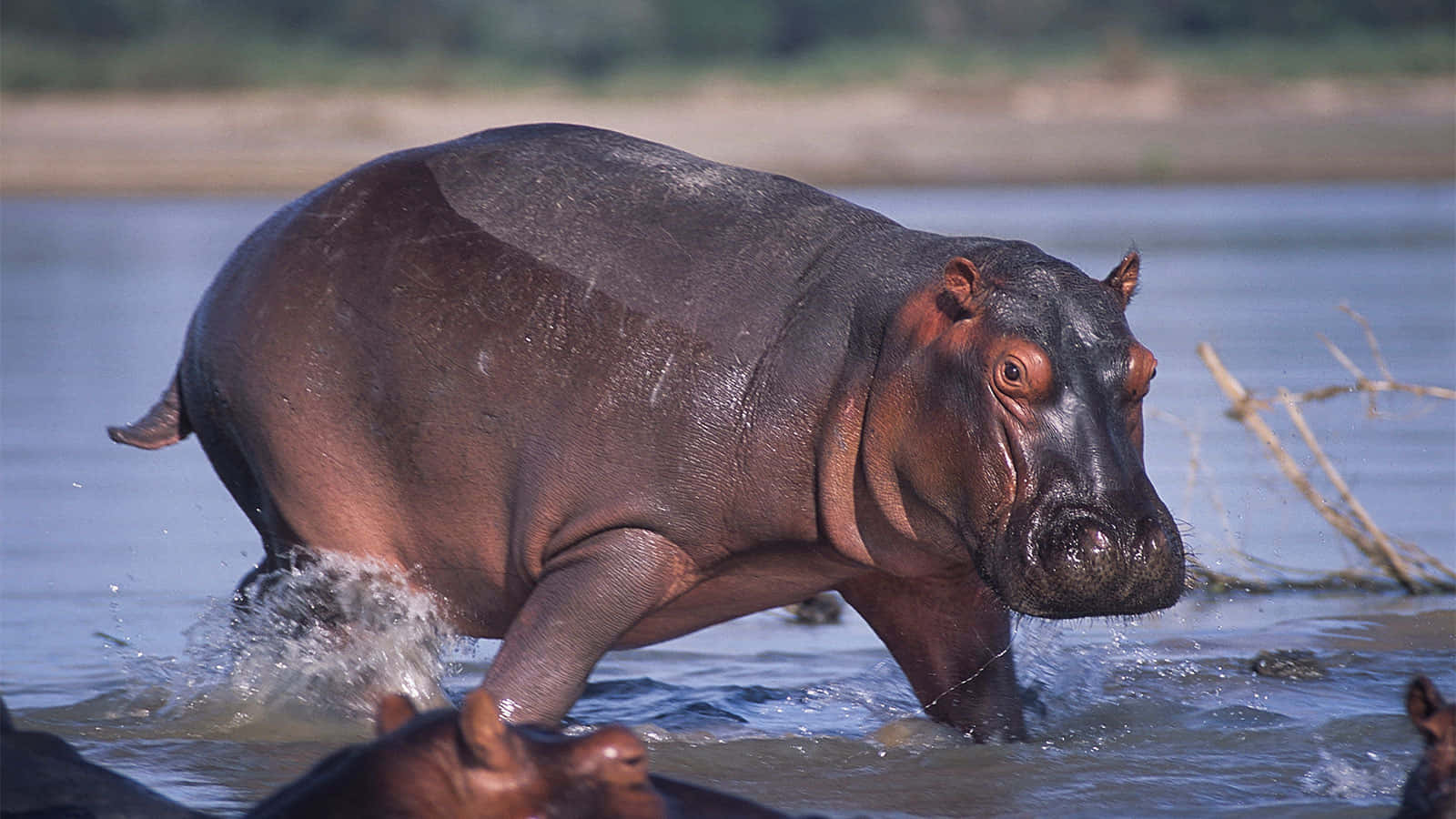 A Happy Hippo Smiling In Nature