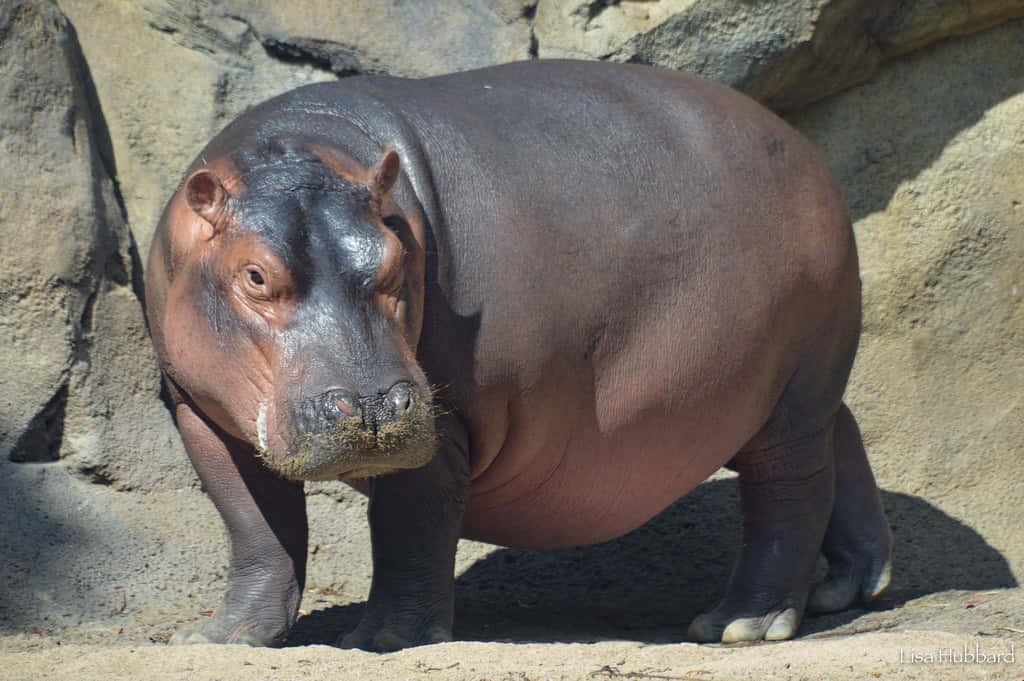 Primerplano De Un Hipopótamo Grande.