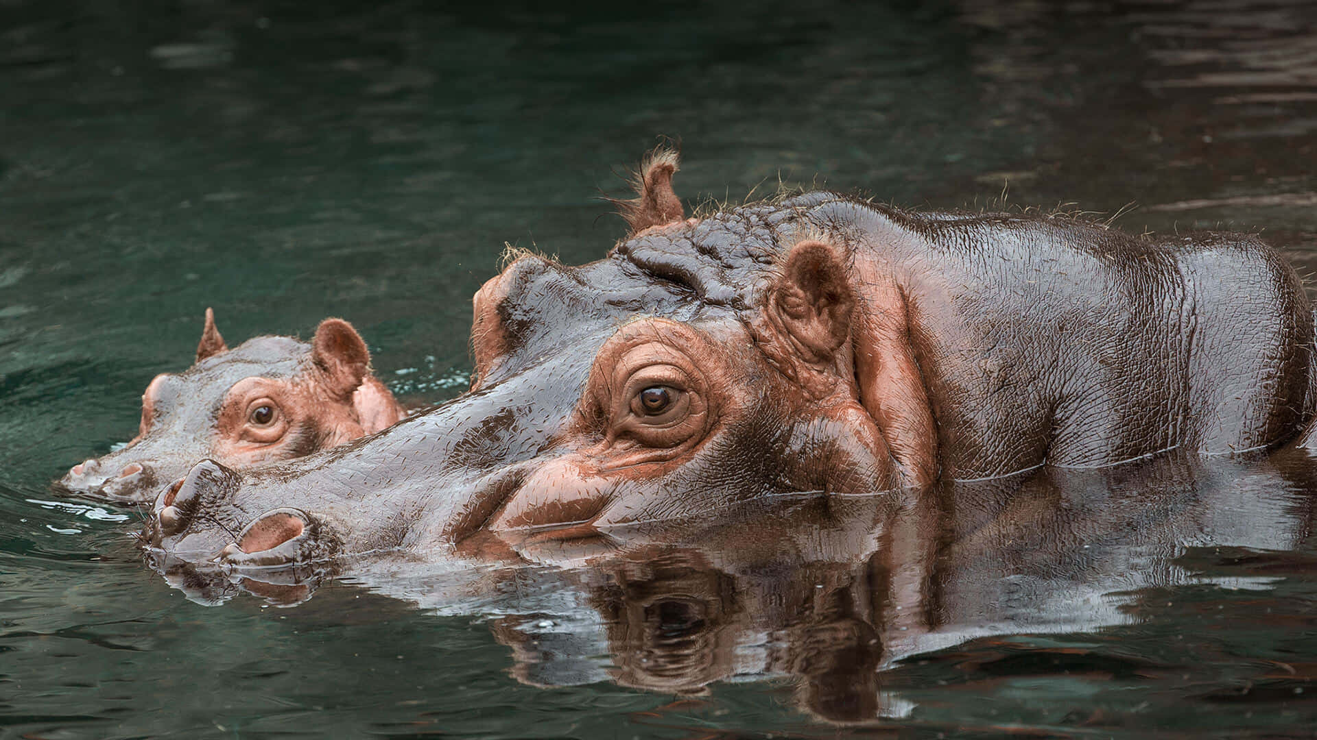 A massive hippo cooling off in a lake.