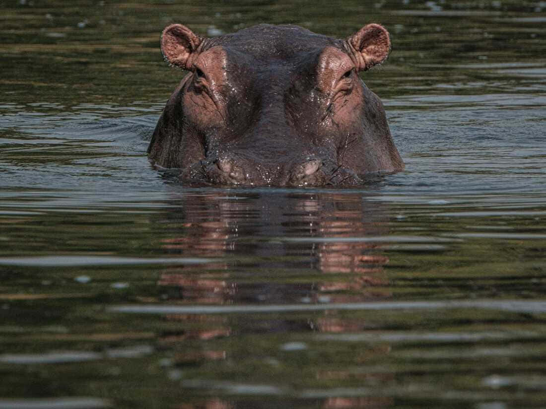 A juvenile hippo glimpsed in the marshlands of Africa.