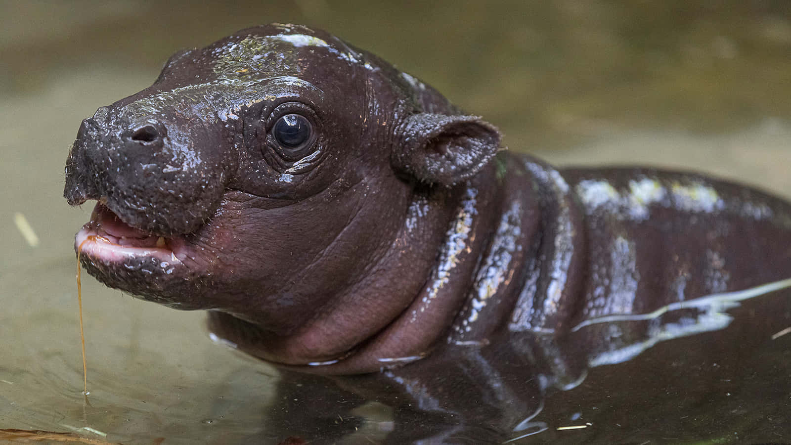 “An Adorable Baby Hippo Enjoys a Splash in the Water”