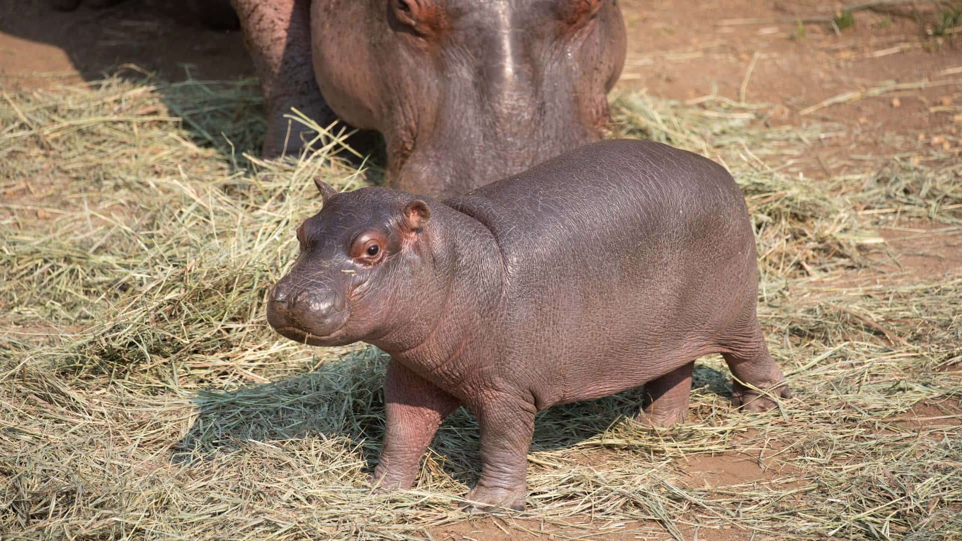 Look at this cute and peaceful hippo!