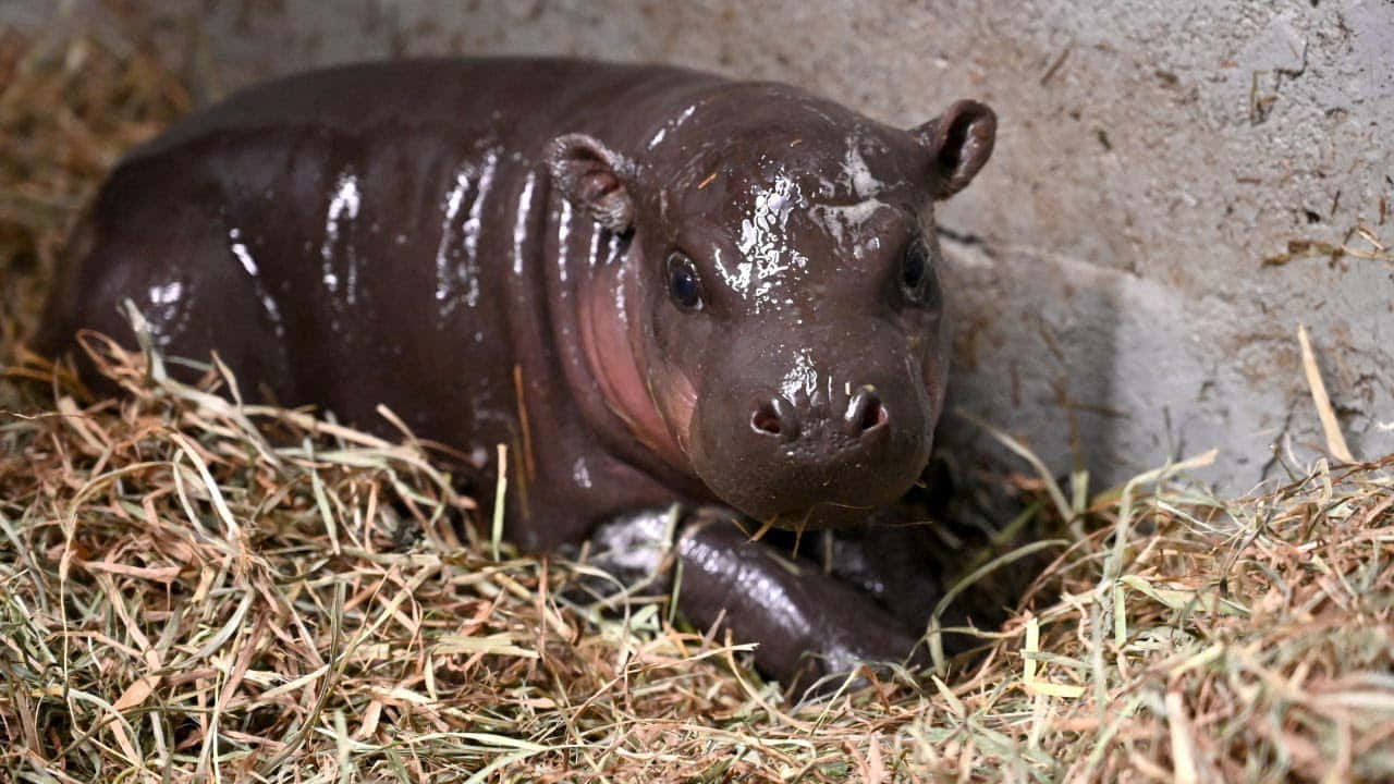 A Placid Hippo Grazing in the Wild