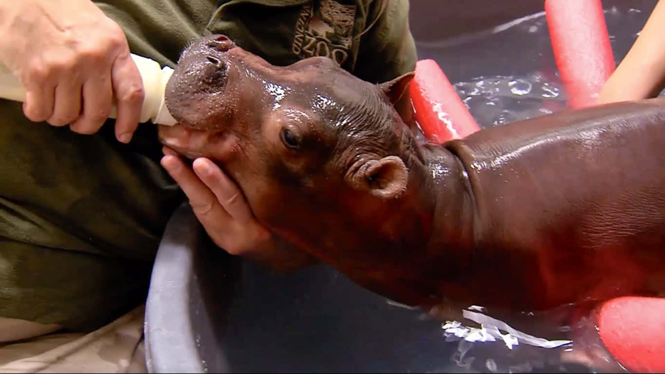 Happy Hippo making a splash