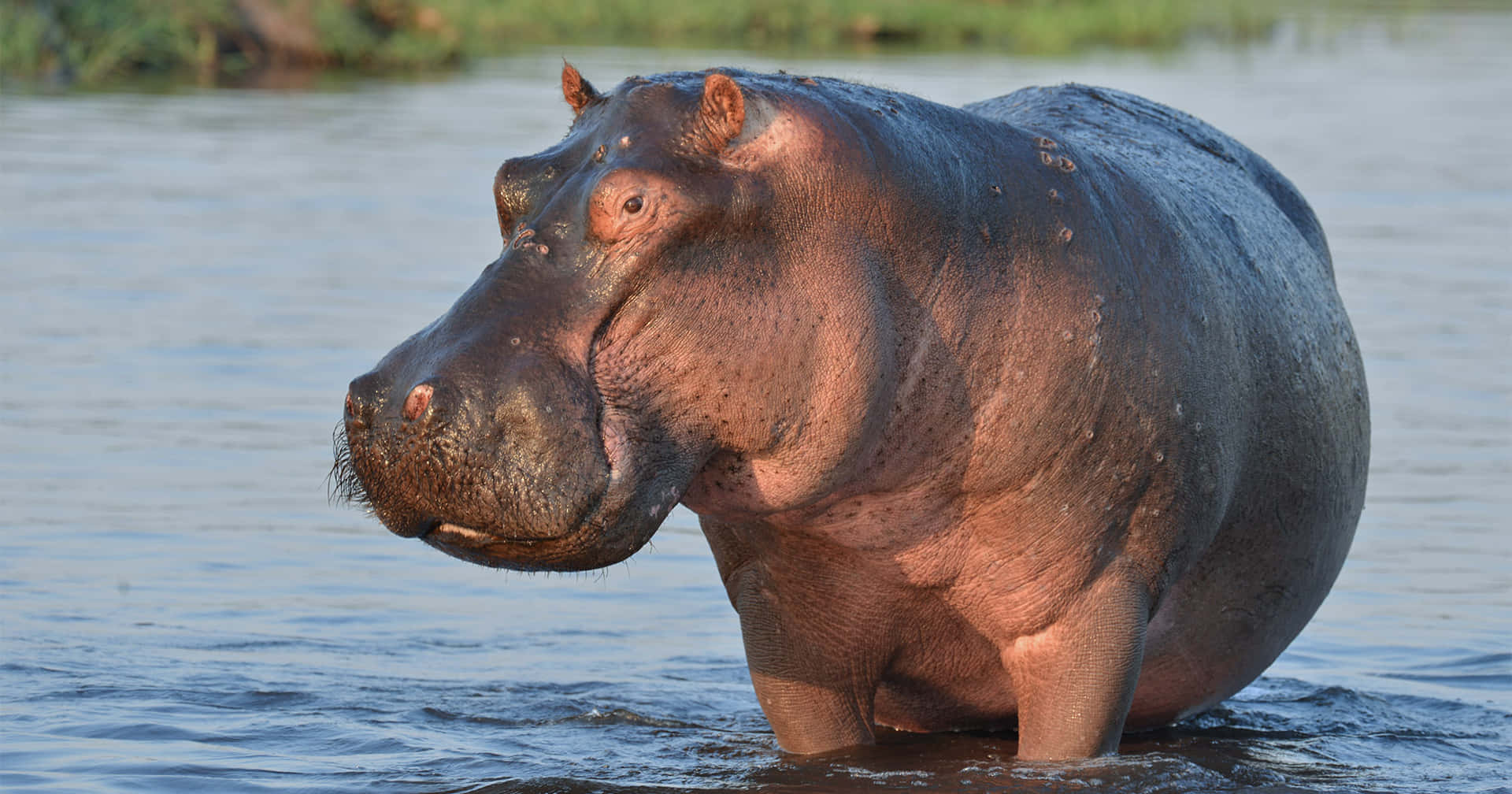 A majestic Hippo glides gracefully through crystal-clear waters