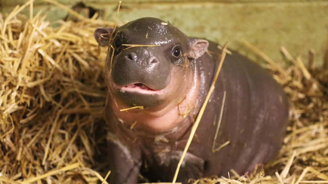 Ungran Hipopótamo Garganta Y Muerde En El Agua.