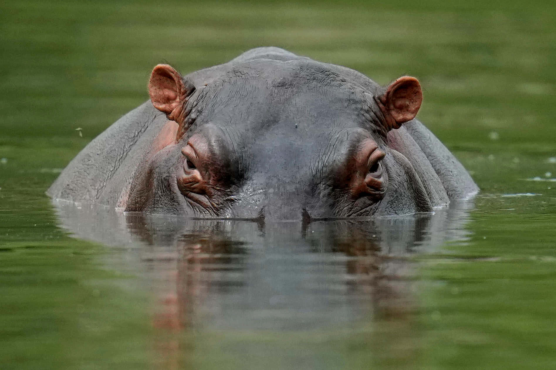 Adorablefamilia De Hipopótamos Observando El Agua