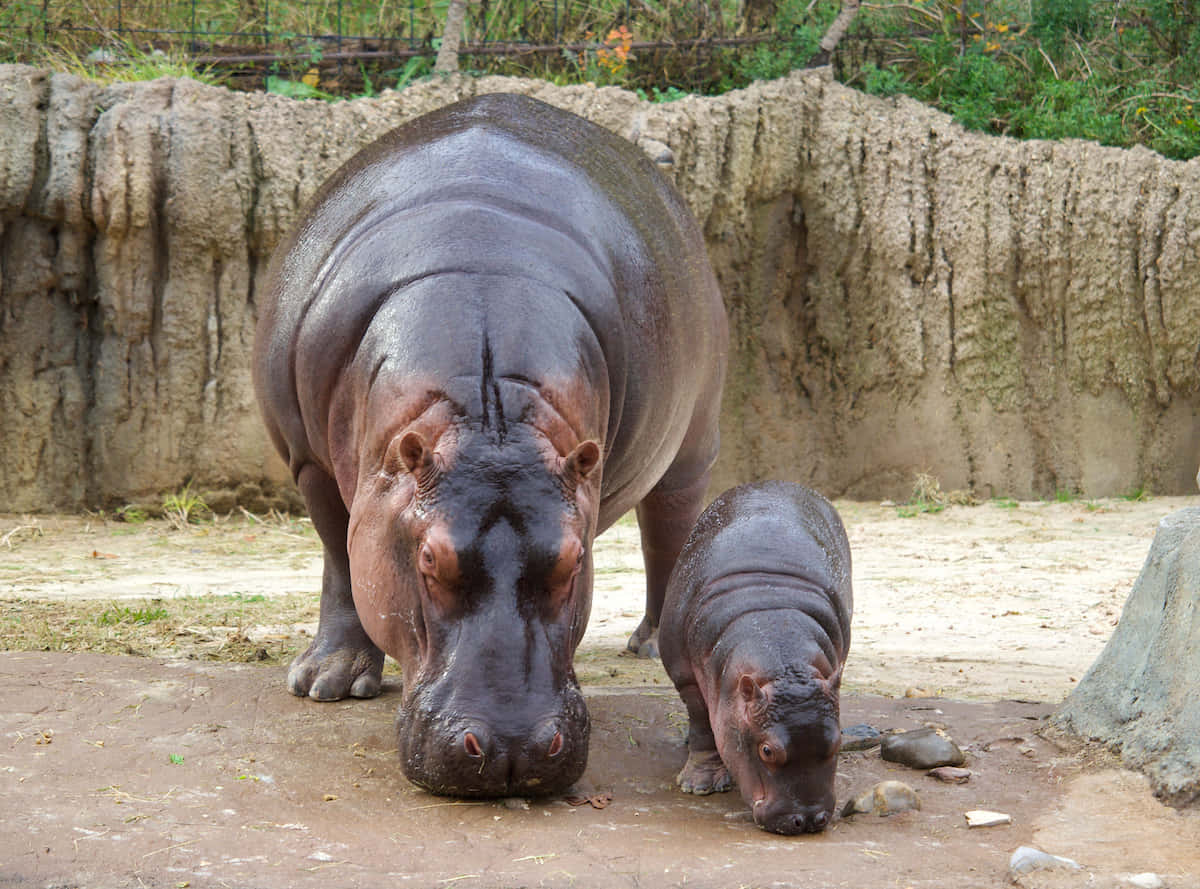 En hippopotamus og en baby hippopotamus i en pool af vand