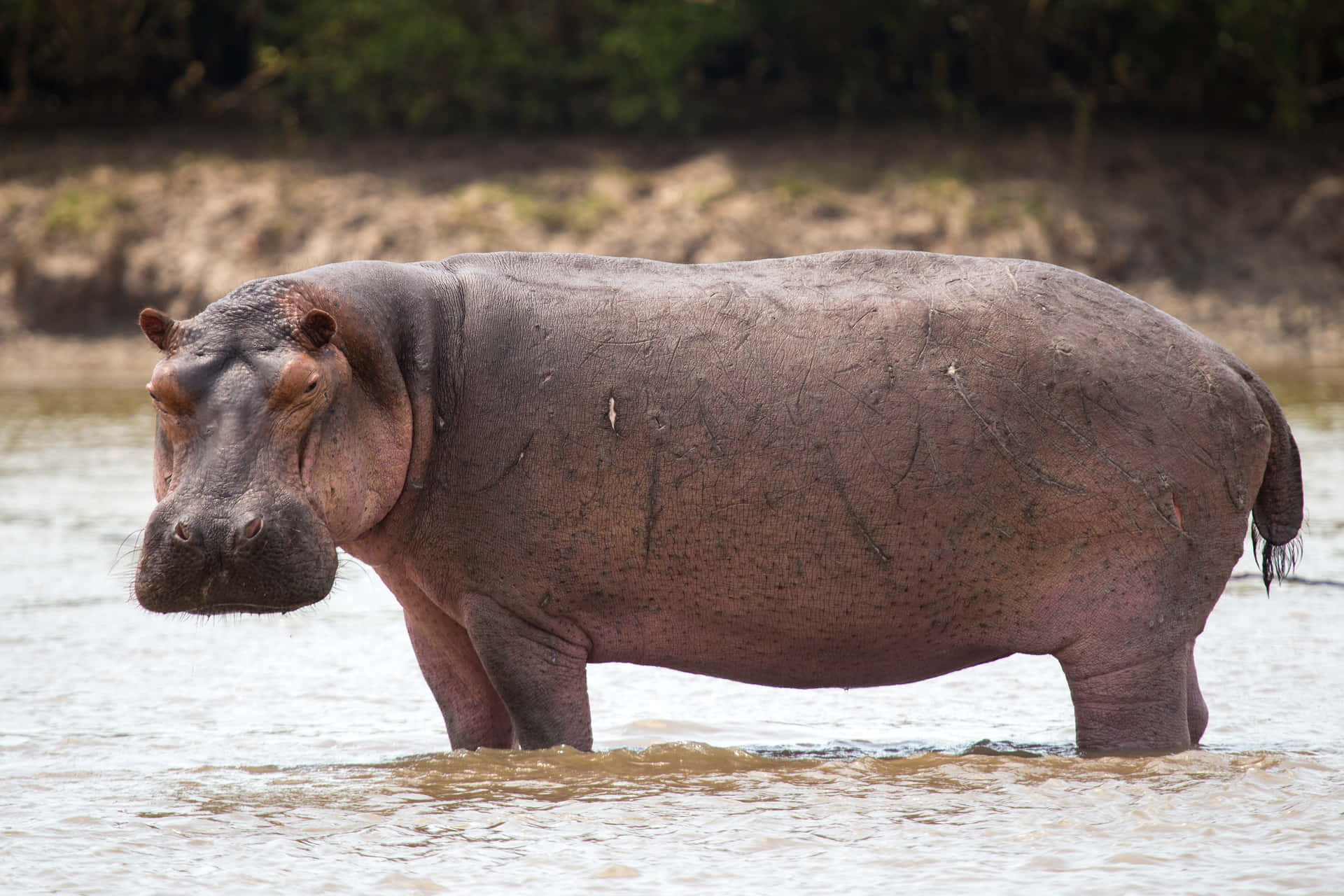 A Garden Variety Hippo Enjoying a Splash in the Water