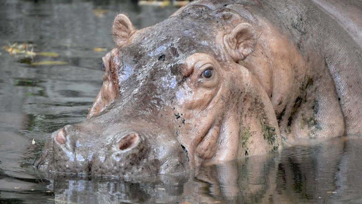 Glade hippo ser ud over vandet