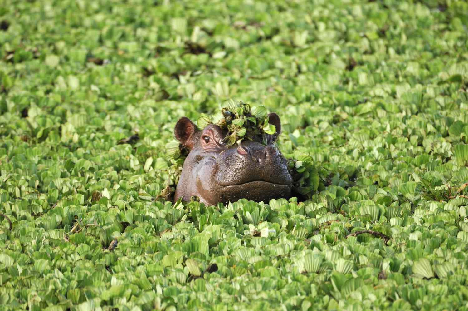 A close-up of a large hippopotamus grazing