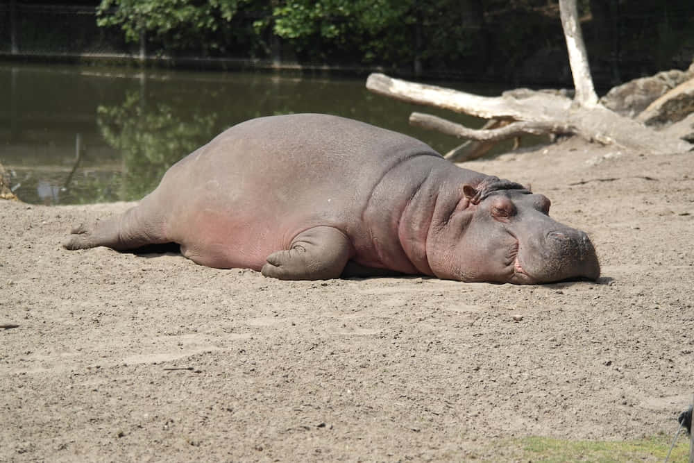 Unhipopótamo Relajándose En El Agua En Un Día Soleado