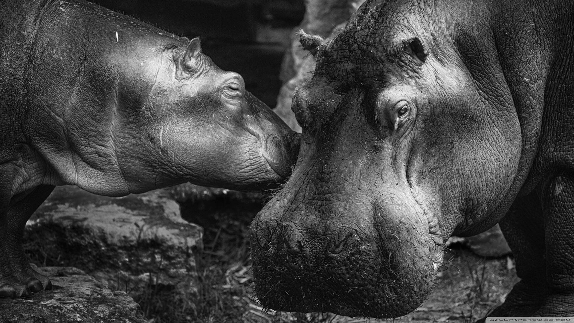 Hippopotamus Black And White Photograph
