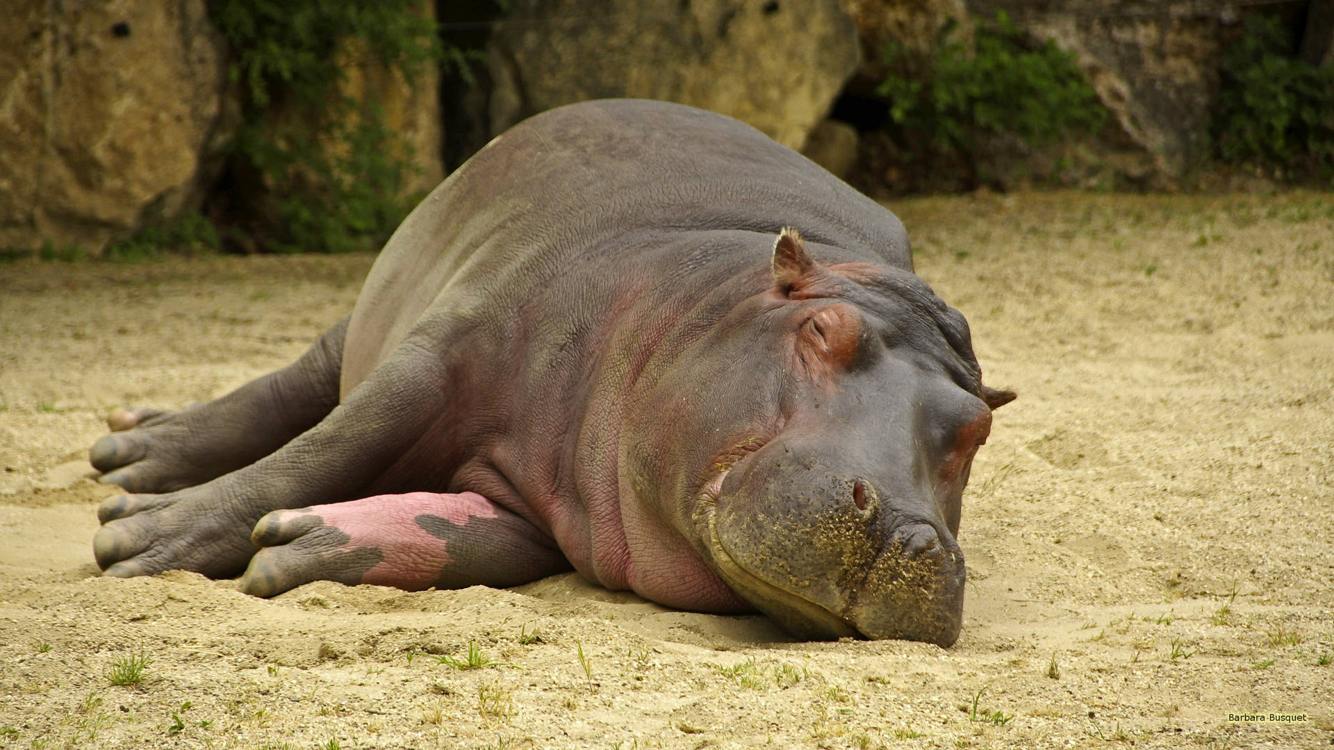 Hippopotamus Deep Sleep