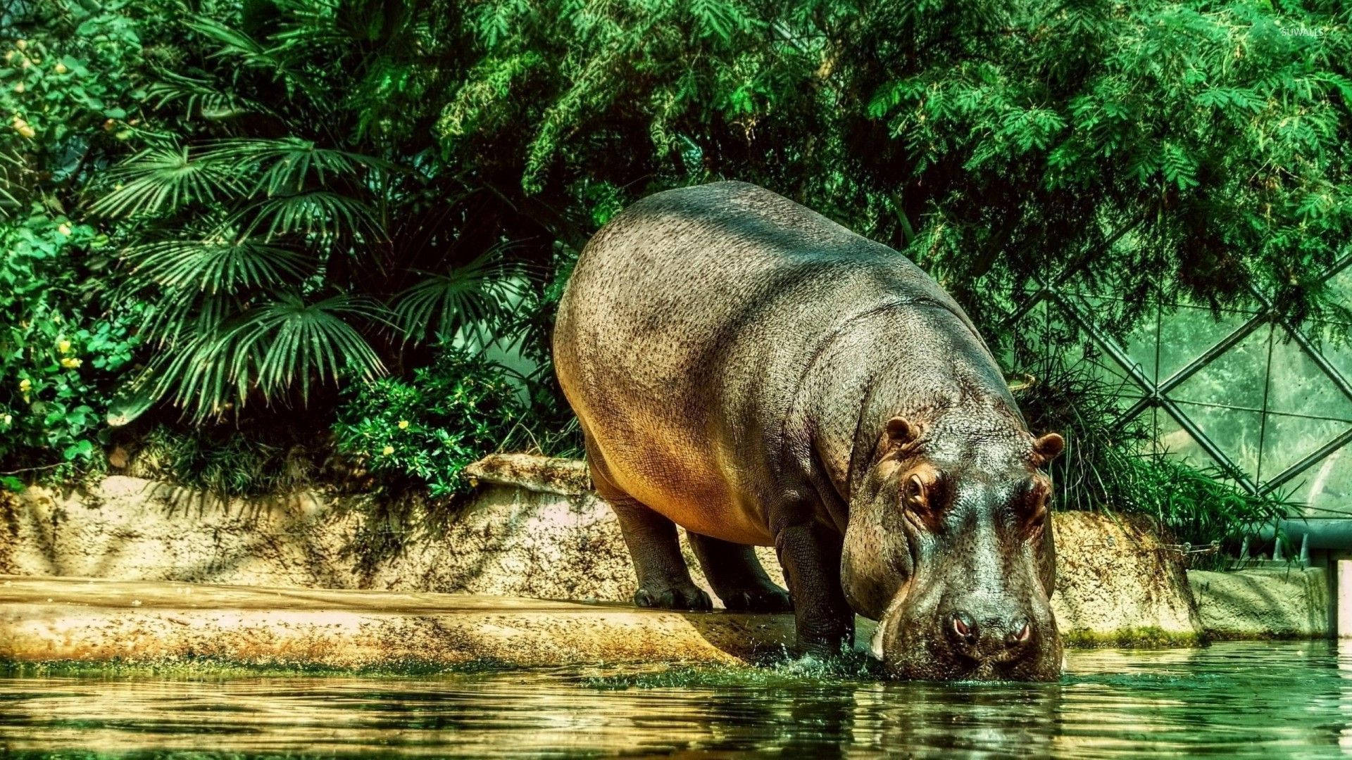 Hippopotamus Drinking On Water Pool