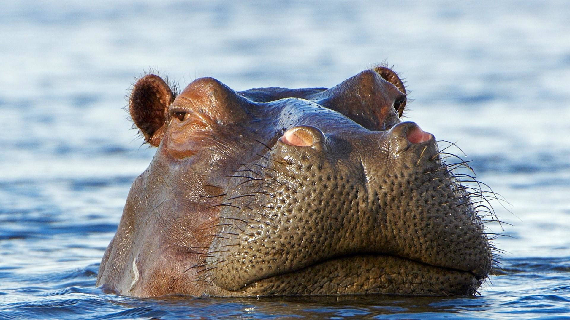 Hippopotamus Droopy Eyes