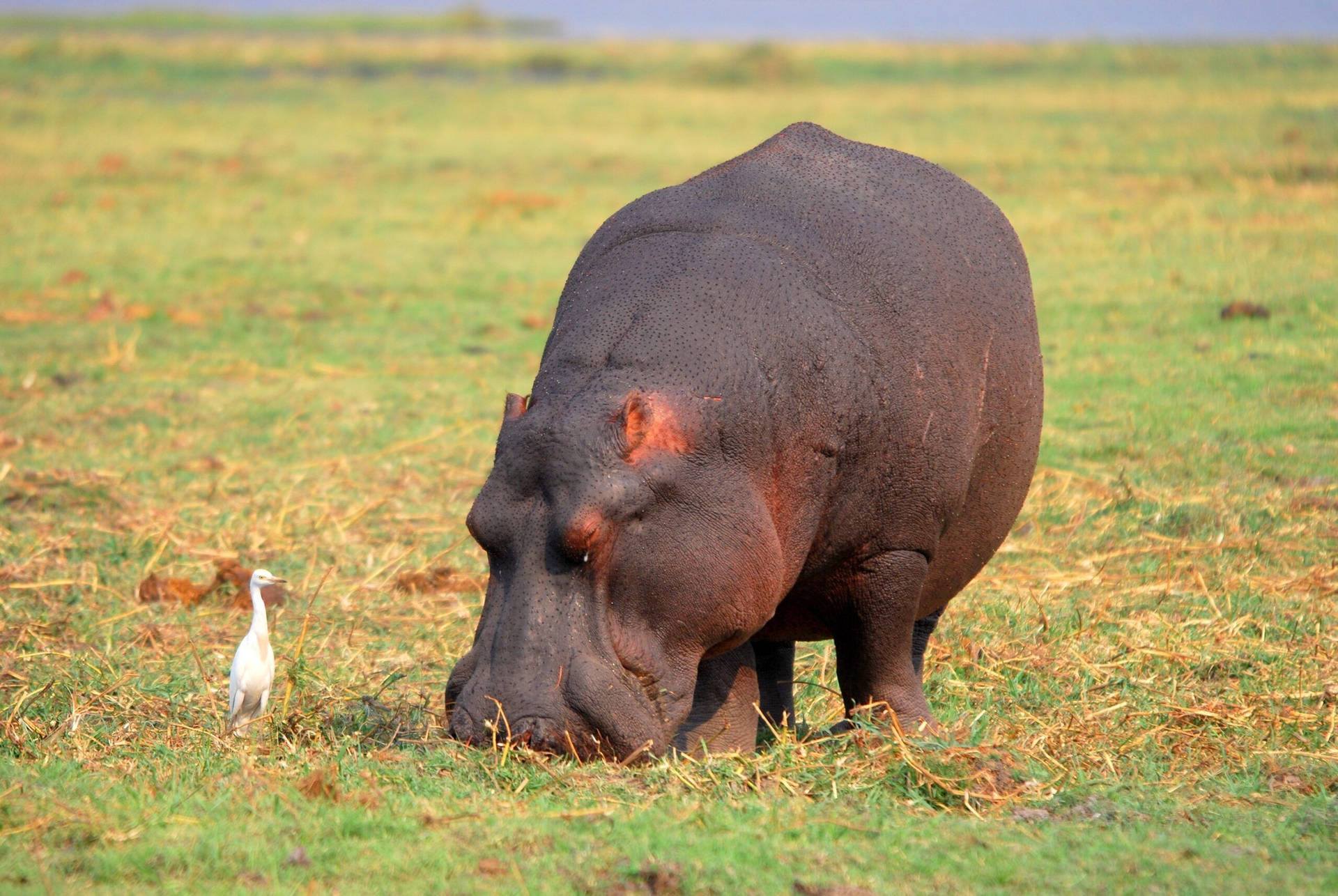 Hippopotamus Grazing On Grass Field