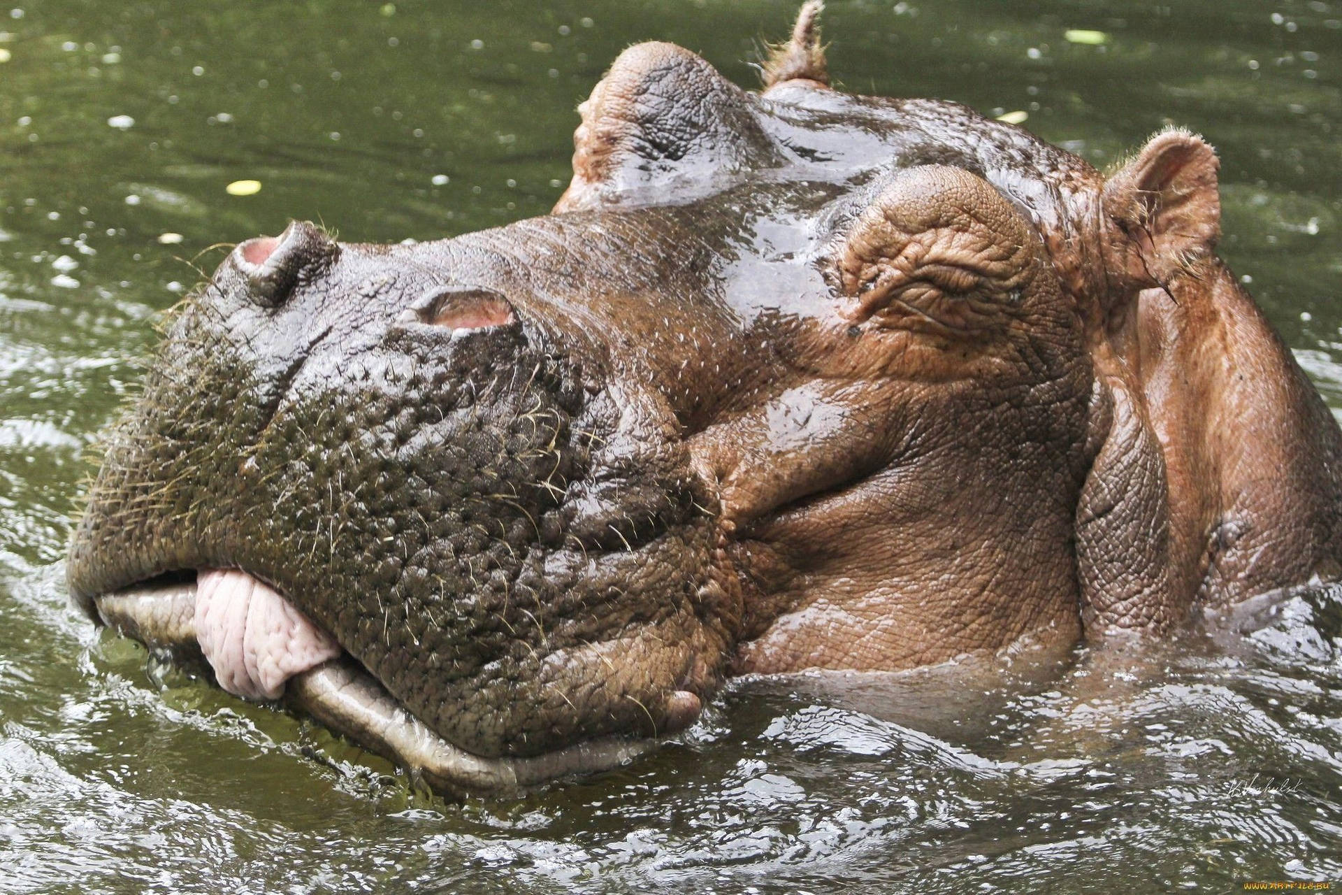 erbageHippopotamus Interessant Ansigt Detailerbage Wallpaper