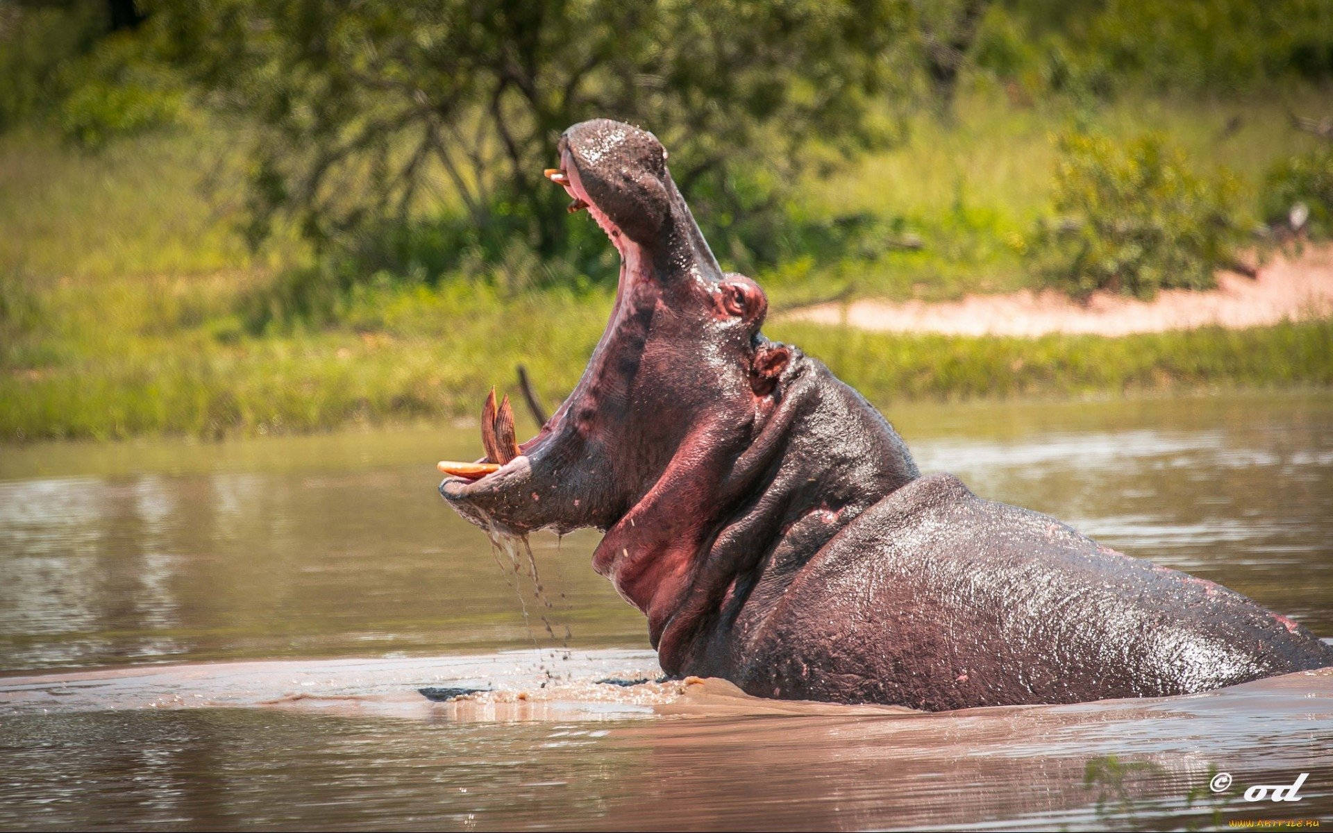 Hippopotamus Intimidating Mouth