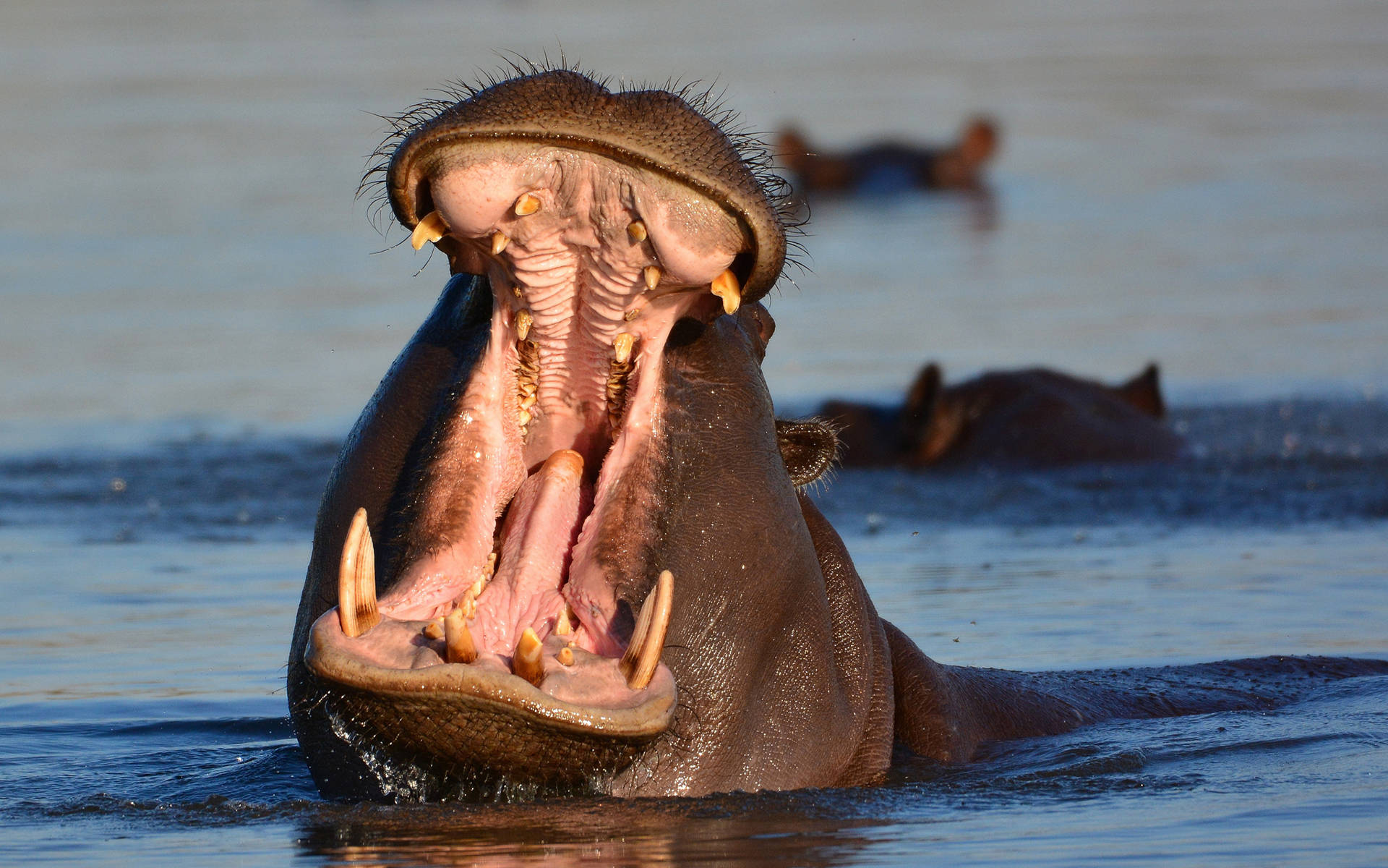 Hippopotamus Intimidating Opened Mouth