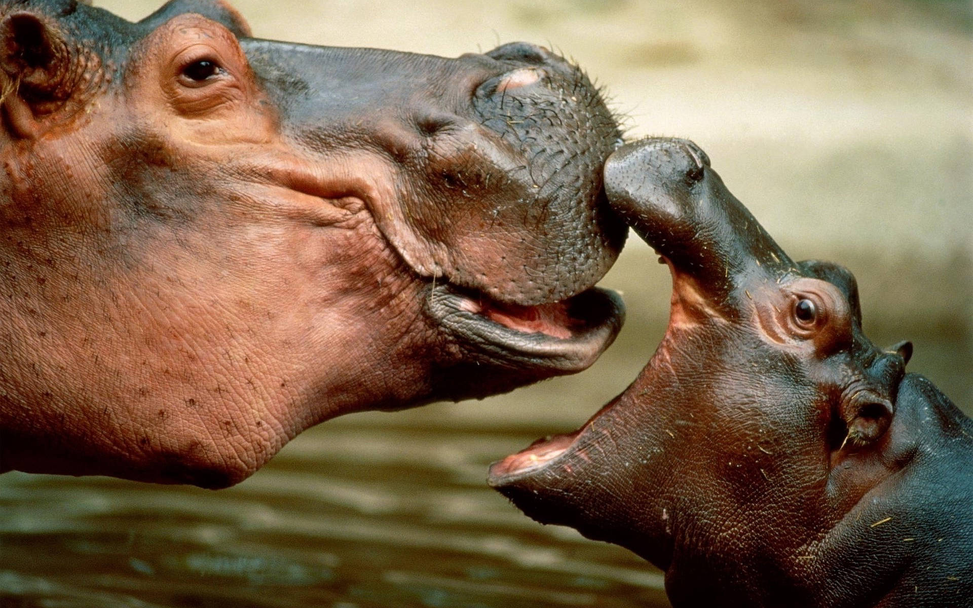 Hippopotamus Kissing Baby Hippo